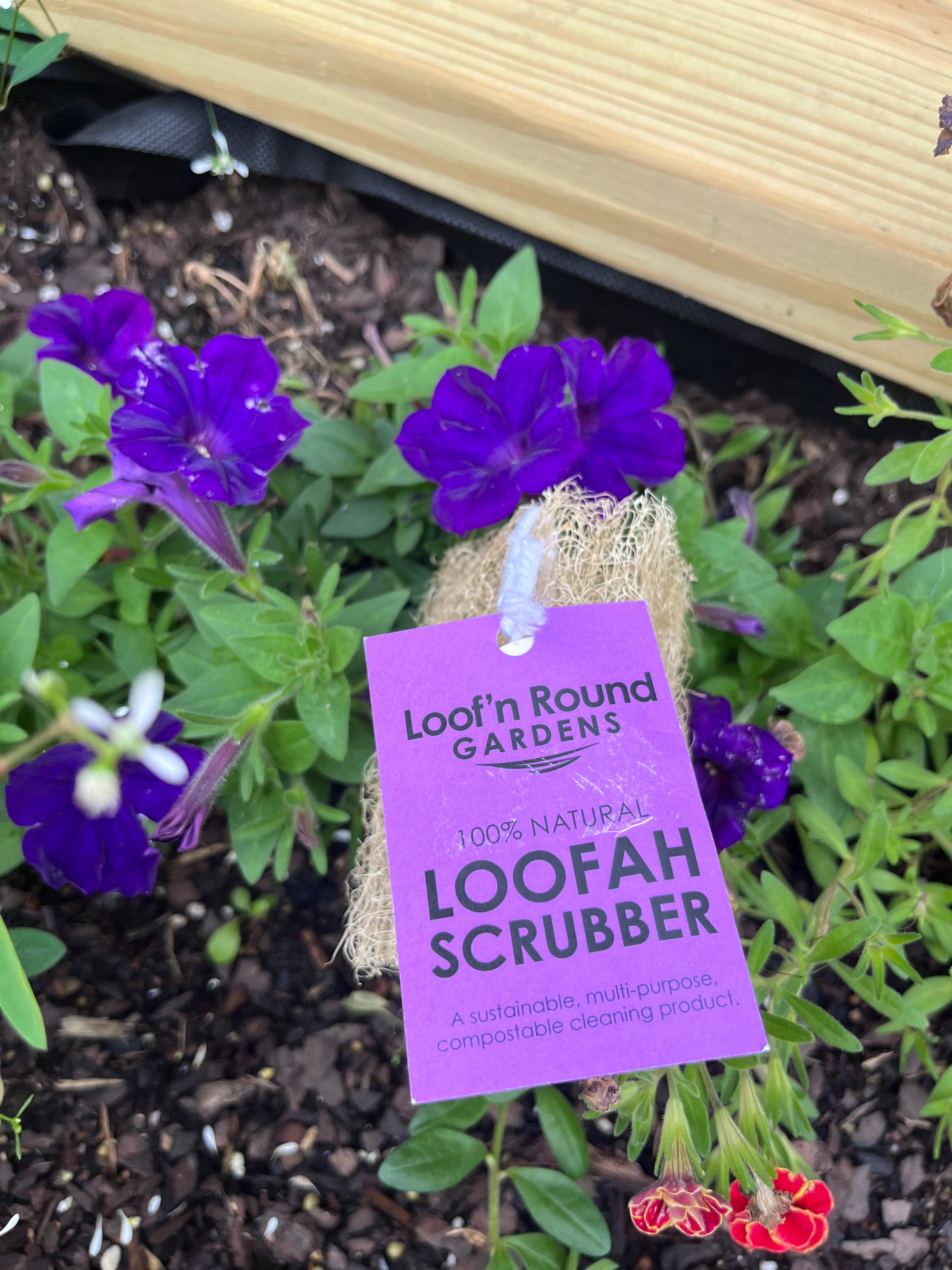 Loofah Face Scrub - Frequency Fillery