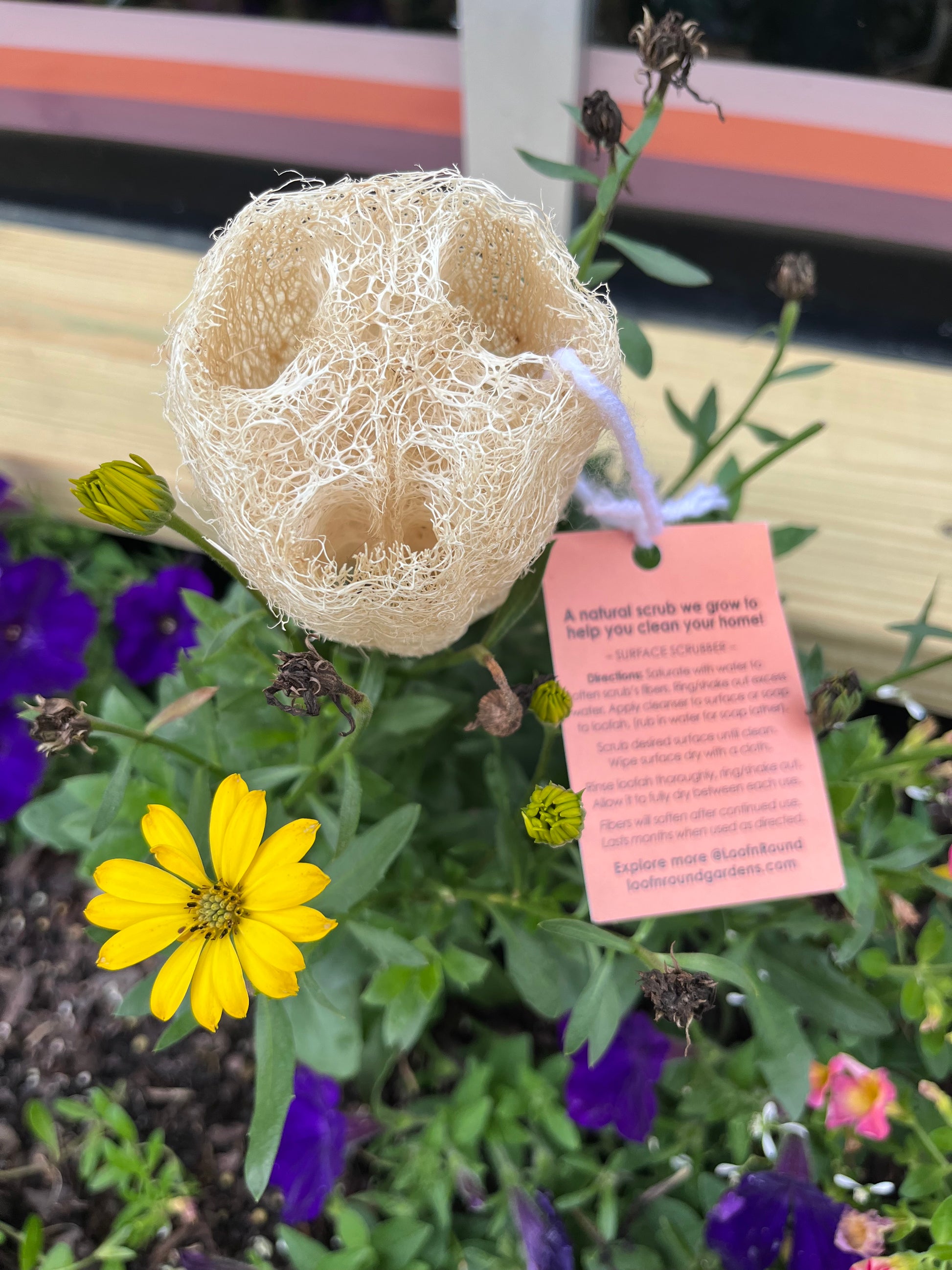 Loofah Cleaning Scrub - Frequency Fillery